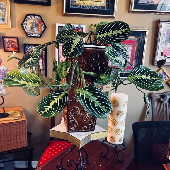 Meet your Posher, Zandra - Picture 2 of 4